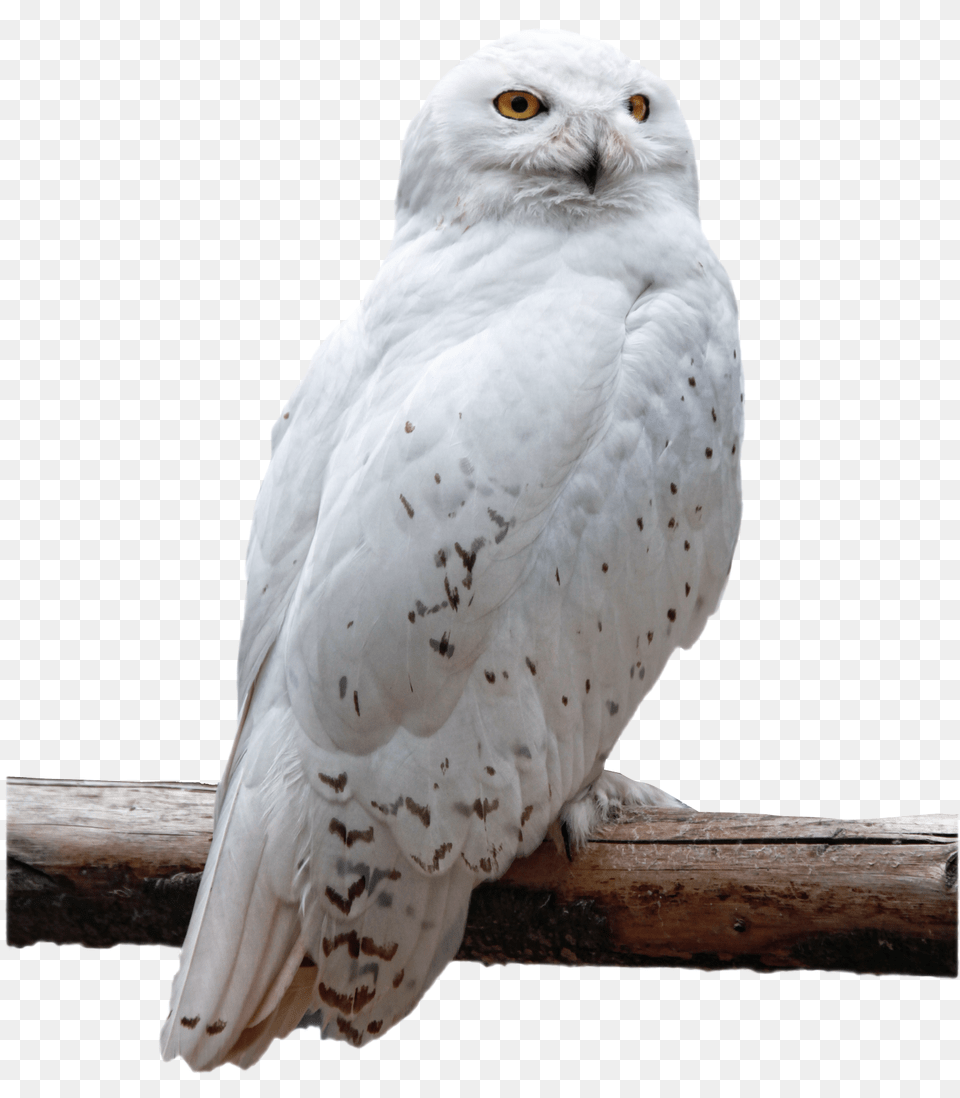 Images Owl Transparent Animal, Bird Png Image