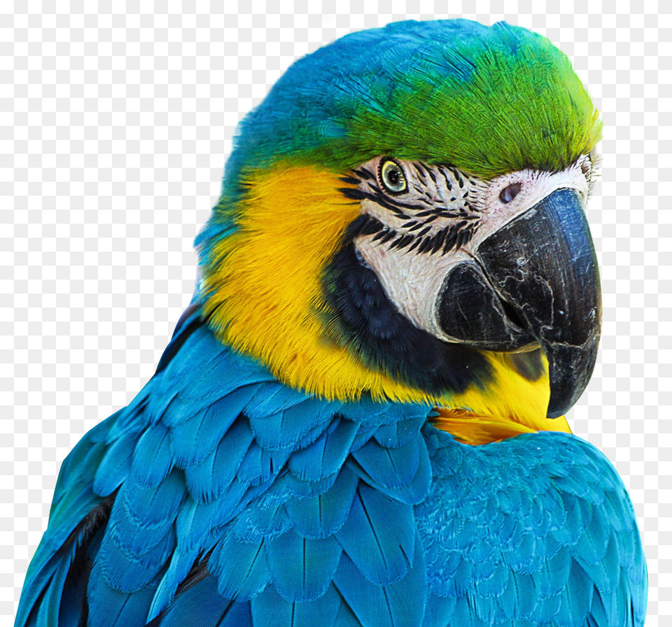 Images Parrot Animal, Bird, Macaw Png Image