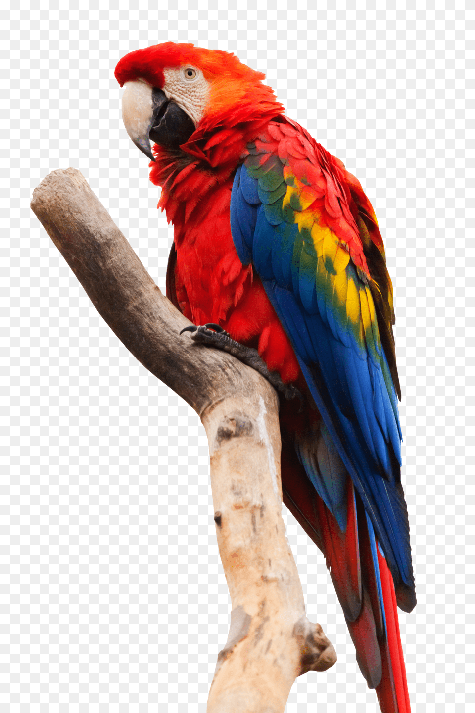 Images Parrot Macaw Image, Animal, Bird Free Transparent Png