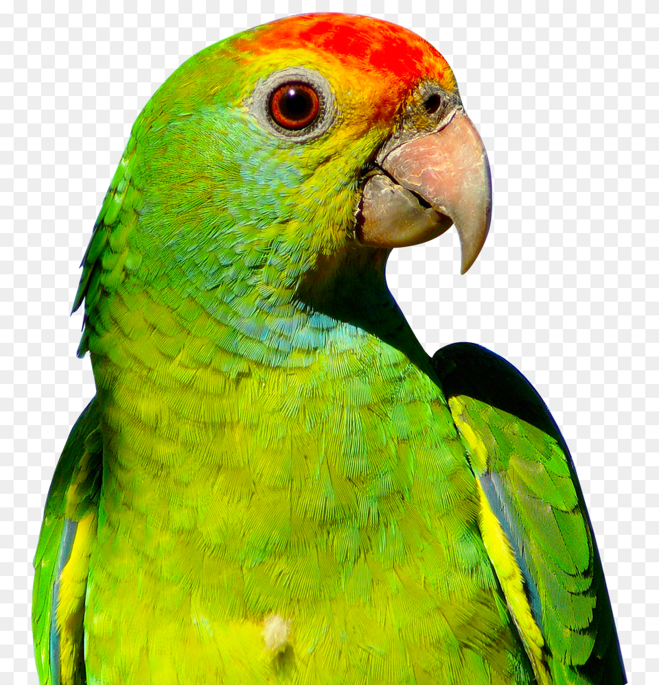 Images Parrot Transparent Image, Animal, Bird Png