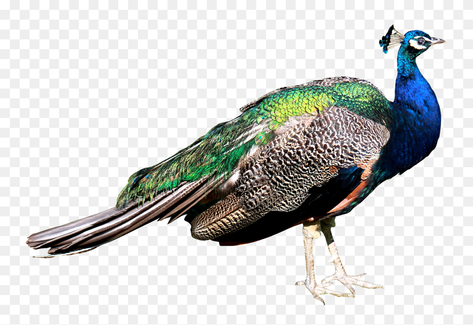 Images Peacock Transparent, Animal, Bird Free Png Download