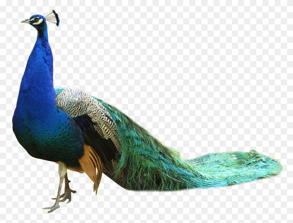 Images Peacock Transparent, Animal, Bird Png