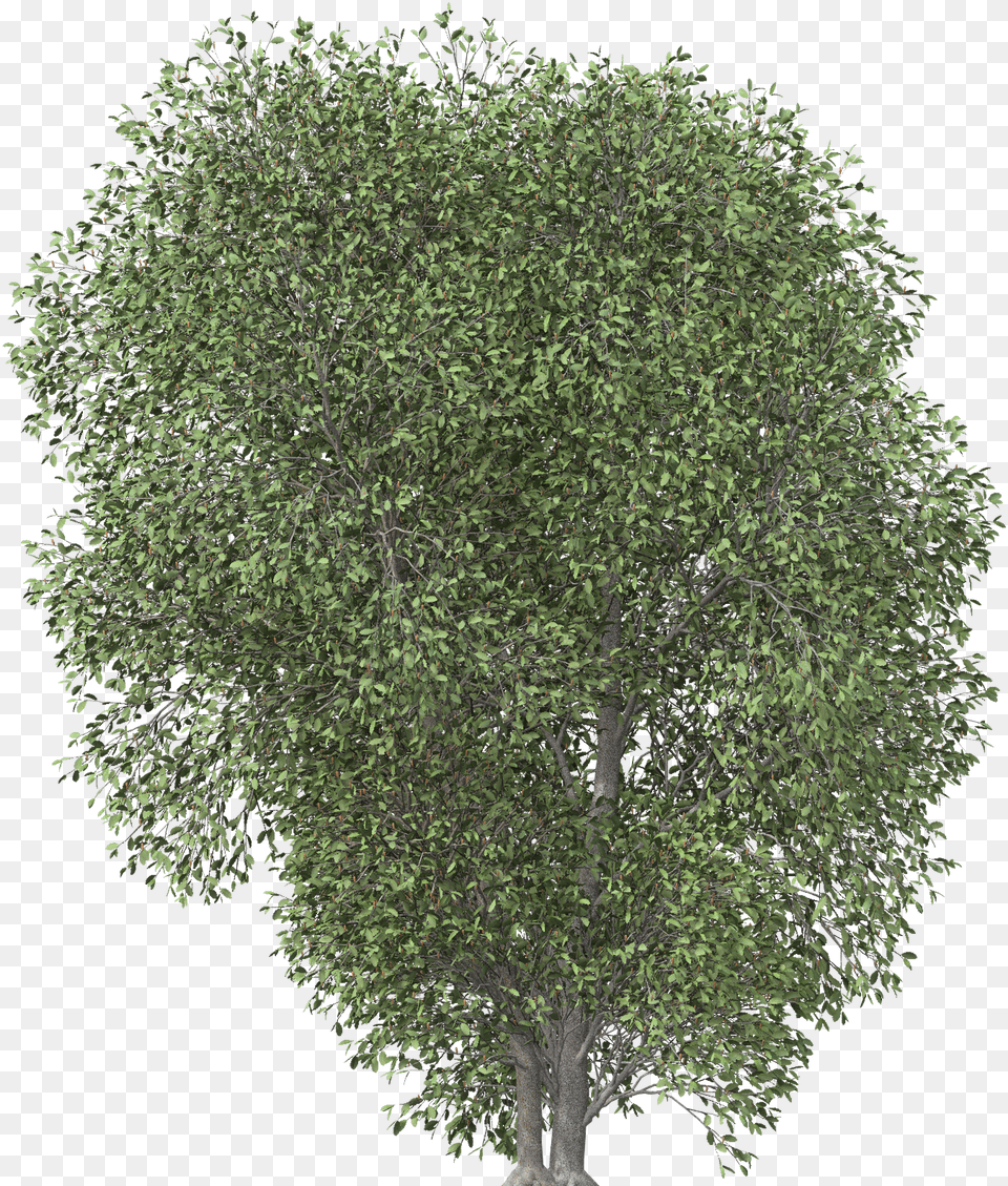 Images Plane, Oak, Plant, Sycamore, Tree Free Png