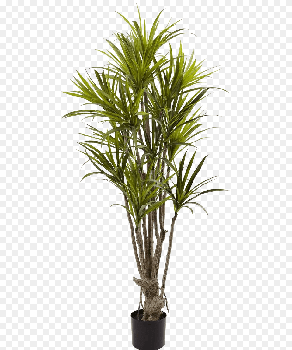 Images Plant Plants Dracaena Tree, Palm Tree, Potted Plant, Leaf Free Png Download