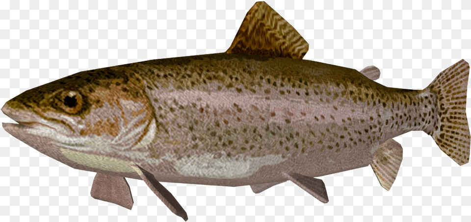 Images Pluspng Rainbow Trout, Animal, Fish, Sea Life, Cod Free Png