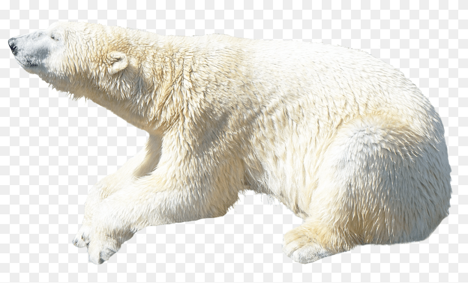 Images Polar Bear Animal, Mammal, Wildlife, Polar Bear Free Transparent Png