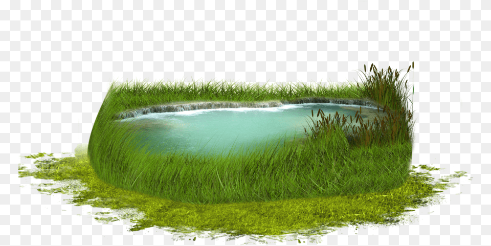Images Portable Network Graphics, Grass, Pond, Plant, Outdoors Free Png