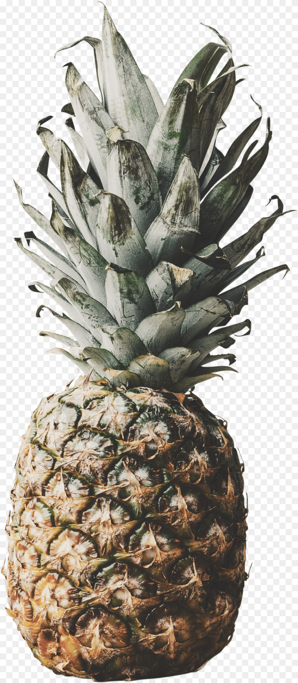 Images Premium Collection Pineapple Free Png