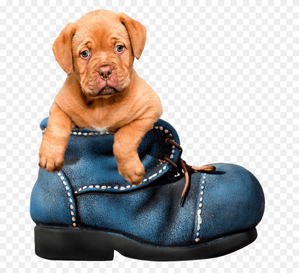 Images Puppy Dog Transparent Clothing, Footwear, Shoe, Animal Png Image