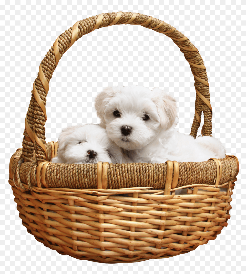 Images Puppy Image, Basket, Animal, Canine, Dog Free Transparent Png