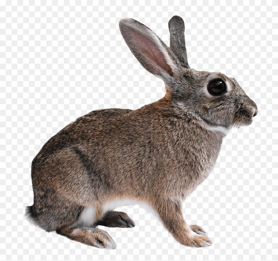 Images Rabbit Transparent Image, Animal, Mammal, Hare, Rodent Free Png Download