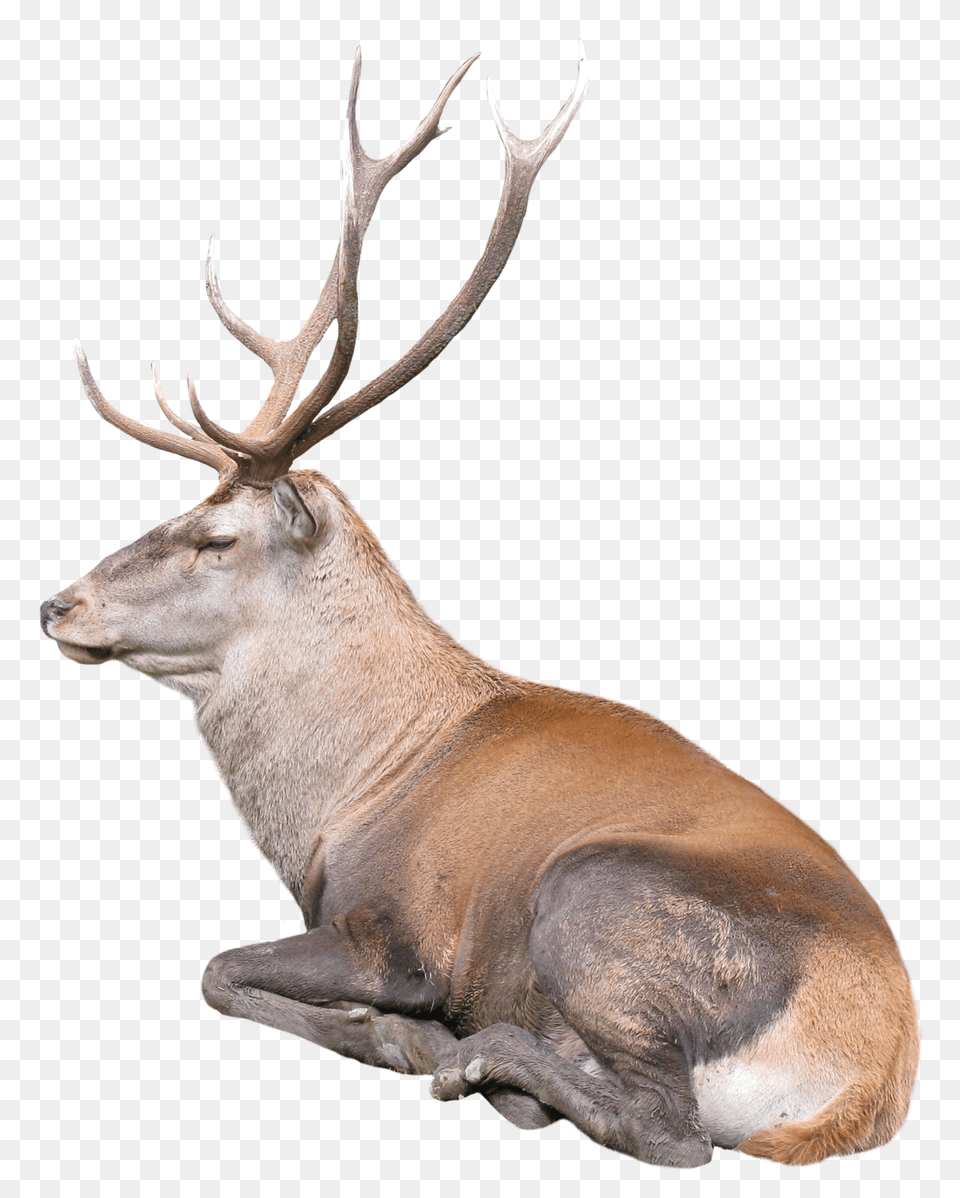 Images Reindeer Transparent Image, Animal, Deer, Elk, Mammal Free Png Download