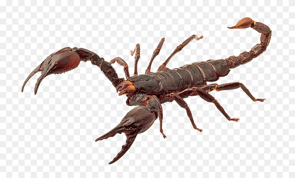 Images Scorpion Transparent Image, Animal, Food, Invertebrate, Lobster Free Png