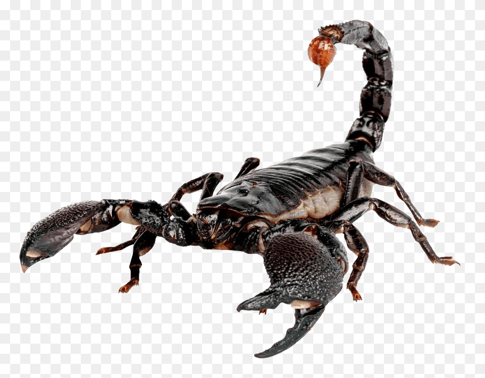 Images Scorpion Image, Animal, Invertebrate, Food, Lobster Free Transparent Png
