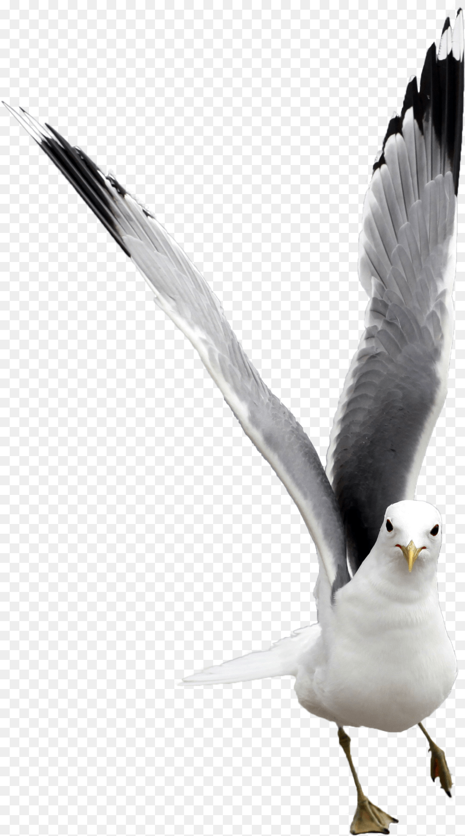 Images Seagull Gaivota, Animal, Beak, Bird, Flying Free Png Download
