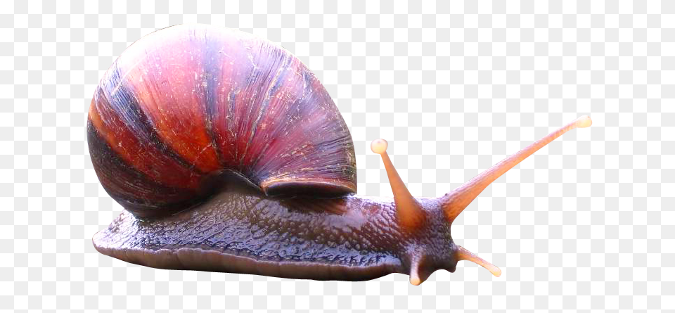 Images Snail, Animal, Insect, Invertebrate Free Png