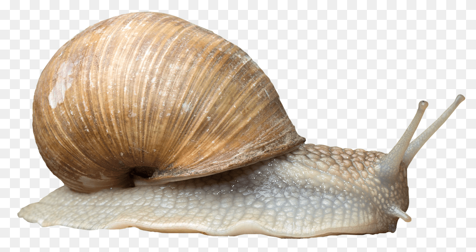 Images Snail Image, Animal, Insect, Invertebrate, Sea Life Free Png Download