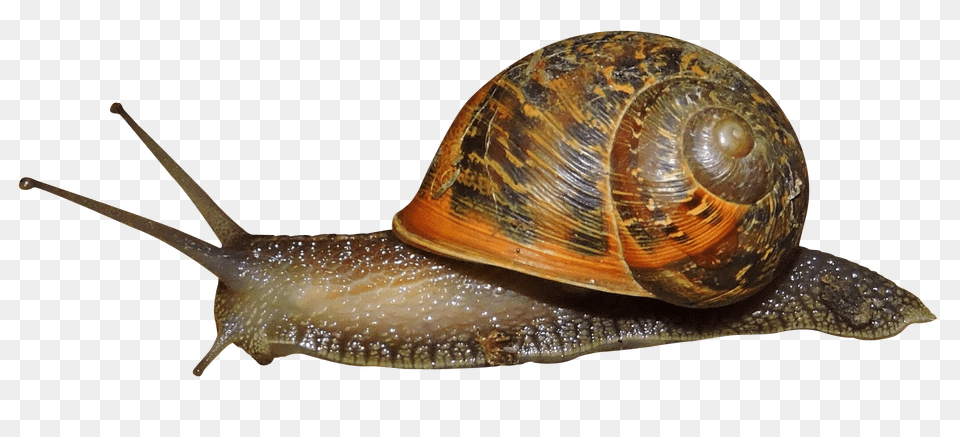 Images Snail Image, Animal, Invertebrate, Insect Free Transparent Png
