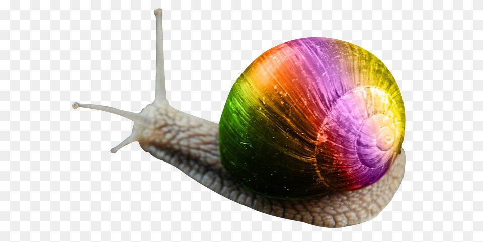 Images Snail Transparent, Animal, Invertebrate, Insect Free Png