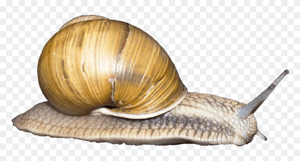 Images Snail Transparent, Animal, Insect, Invertebrate Free Png