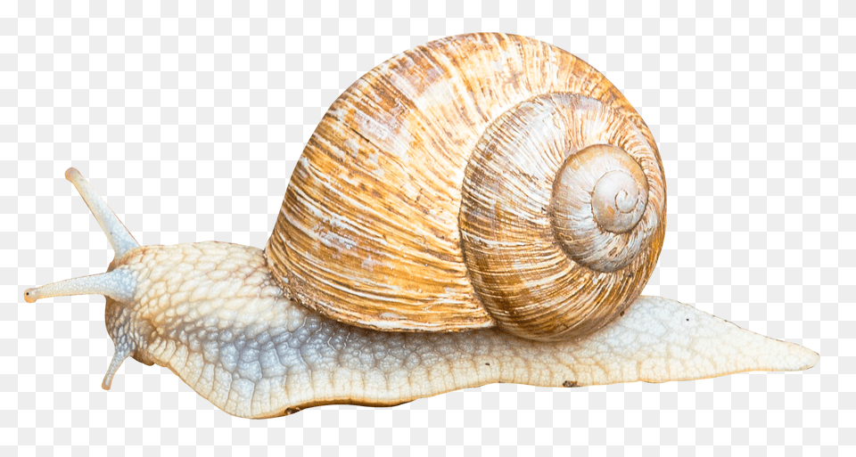 Images Snail Transparent 1, Animal, Insect, Invertebrate Png Image