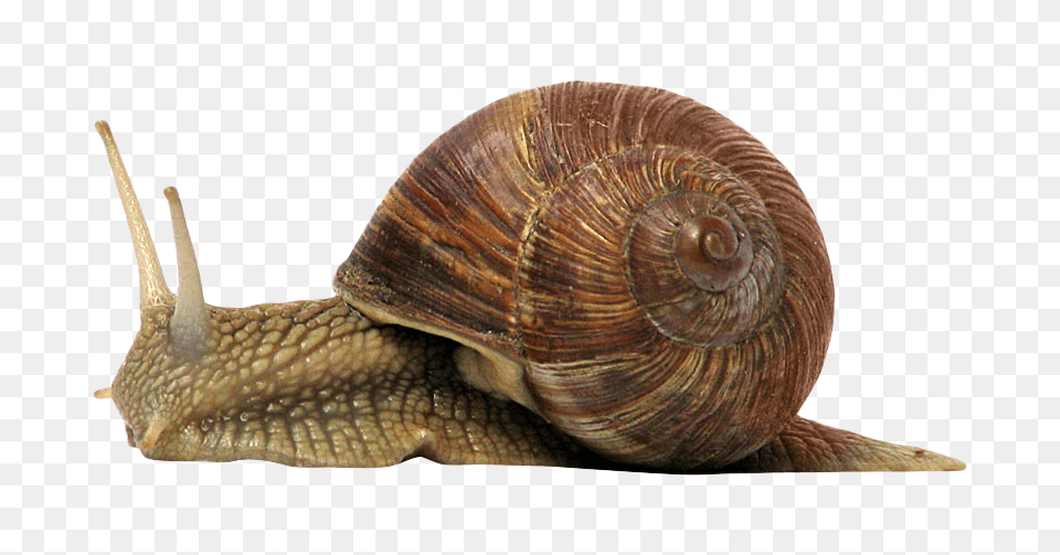 Images Snail Image, Animal, Insect, Invertebrate Free Transparent Png