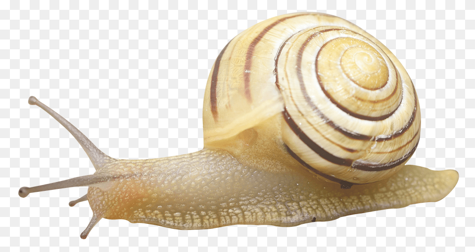Images Snail Transparent Image, Animal, Insect, Invertebrate Png