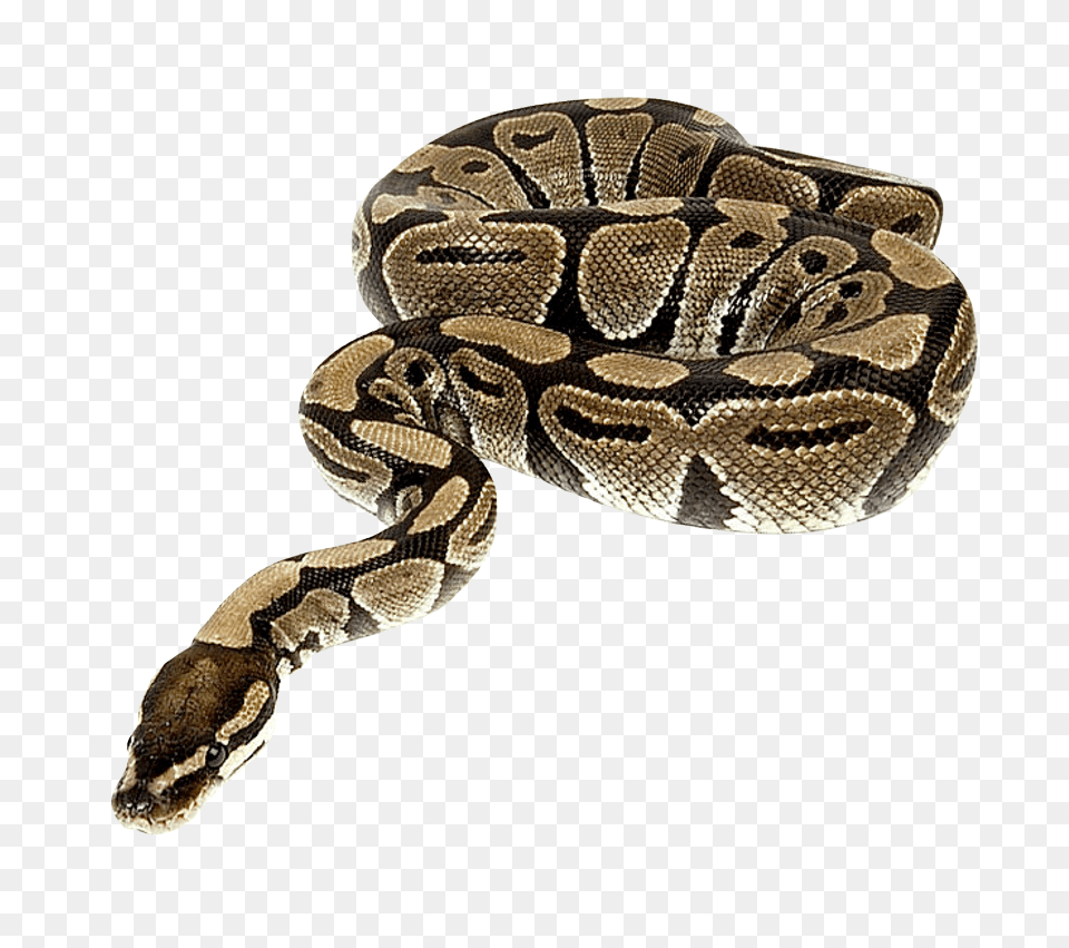 Images Snake Image, Animal, Reptile Free Transparent Png