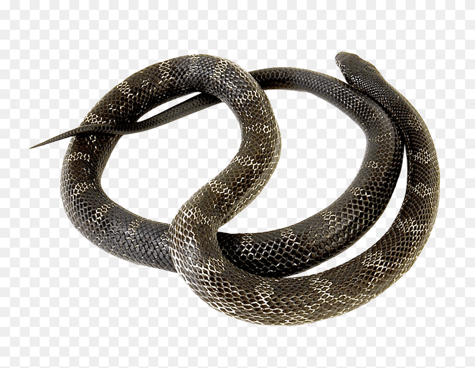 Images Snake Animal, Reptile, King Snake Png Image