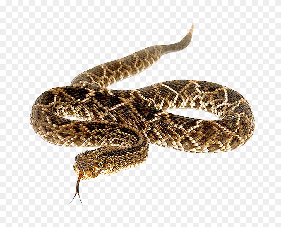 Images Snake Animal, Reptile, Rattlesnake Png Image