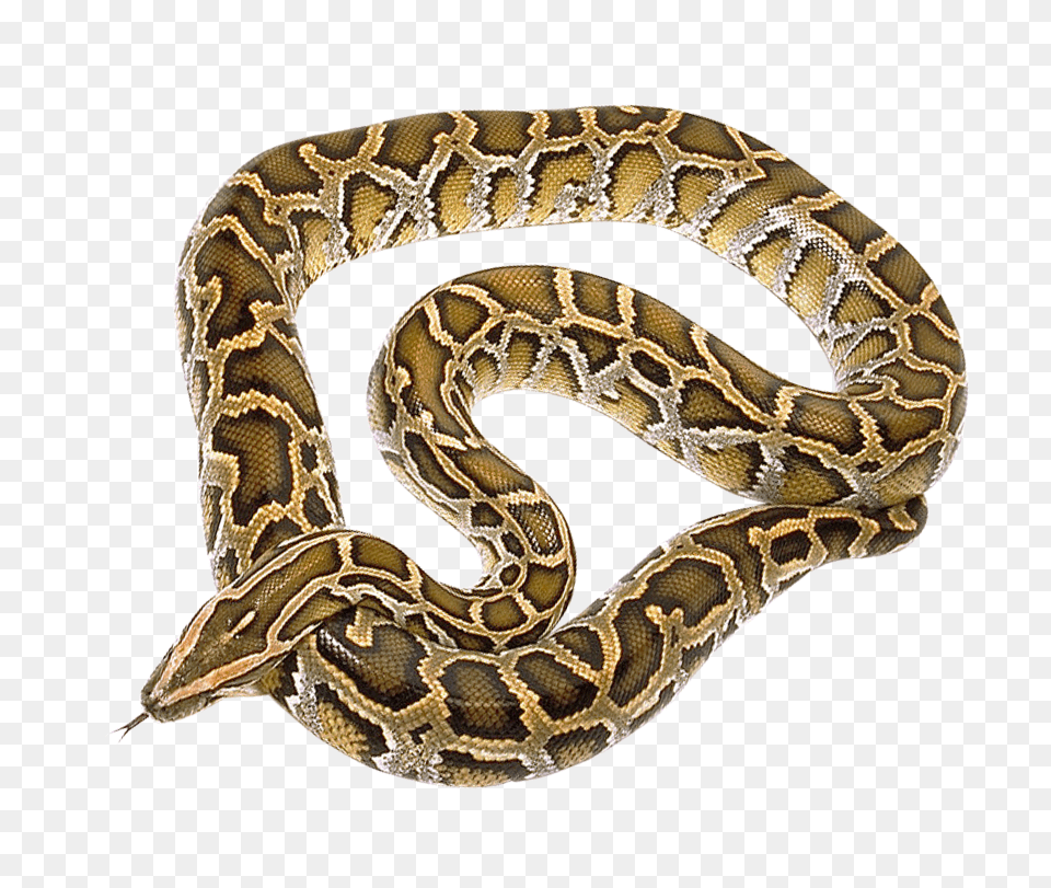 Images Snake Transparent Animal, Reptile, Rock Python Png Image