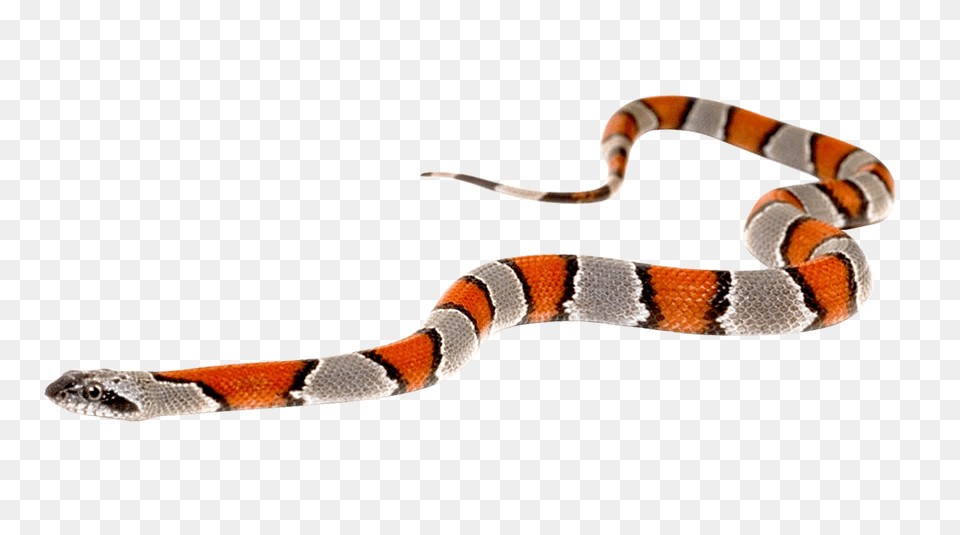 Images Snake Transparent Image, Animal, Reptile, King Snake Free Png