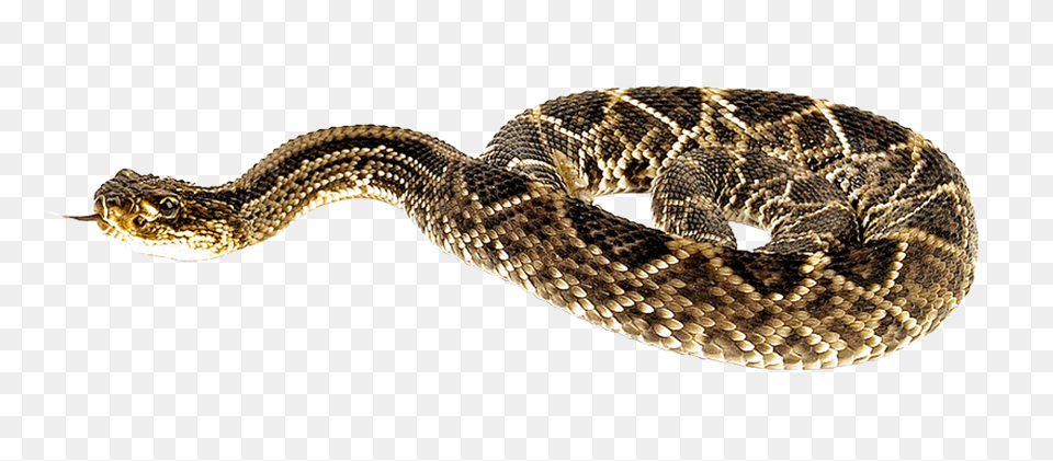 Images Snake Transparent Animal, Reptile, Rattlesnake Png Image