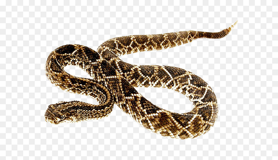 Images Snake Transparent Animal, Reptile, Rattlesnake Png Image