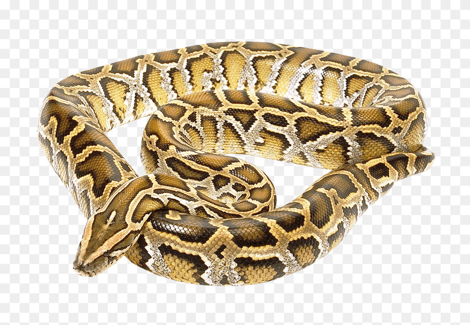 Images Snake Transparent Image, Animal, Reptile, Rock Python Png