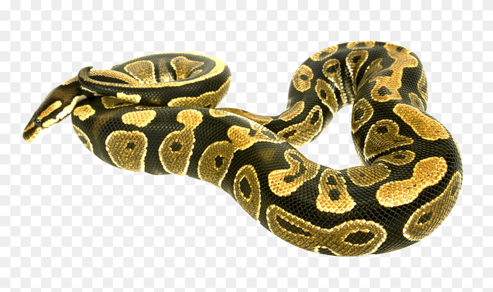 Images Snake Transparent Image, Animal, Reptile Free Png