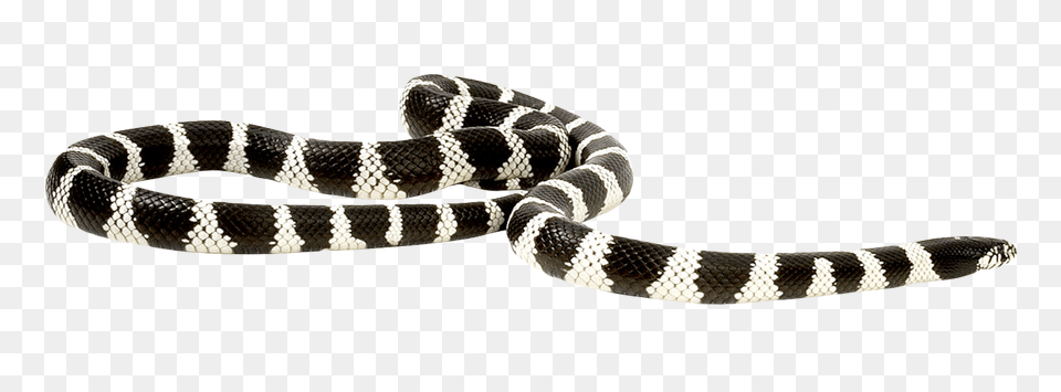 Images Snake Transparent Animal, King Snake, Reptile Png Image
