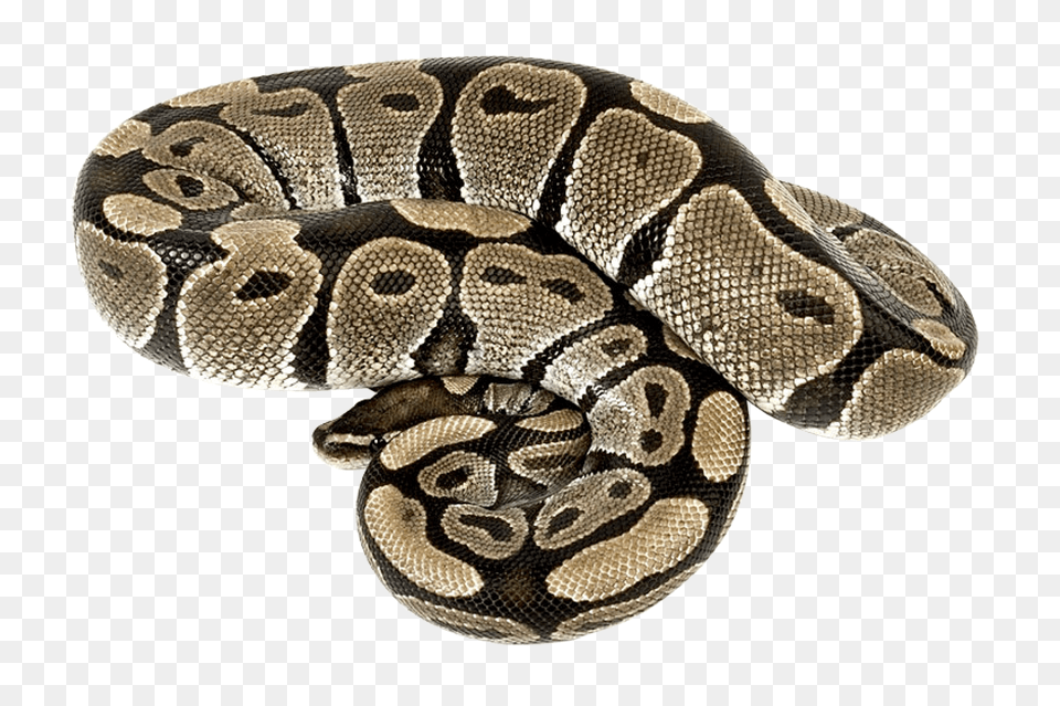 Images Snake Transparent Image, Animal, Reptile Free Png