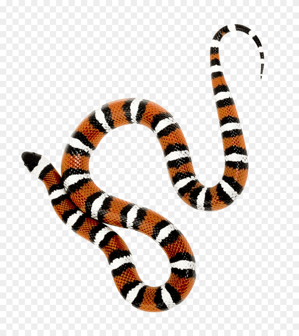 Images Snake Transparent Animal, King Snake, Reptile Png Image