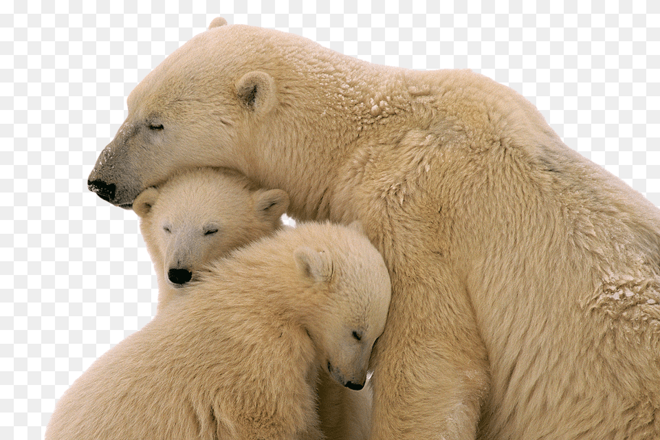 Images Snow Bear Transparent, Animal, Mammal, Wildlife, Polar Bear Png