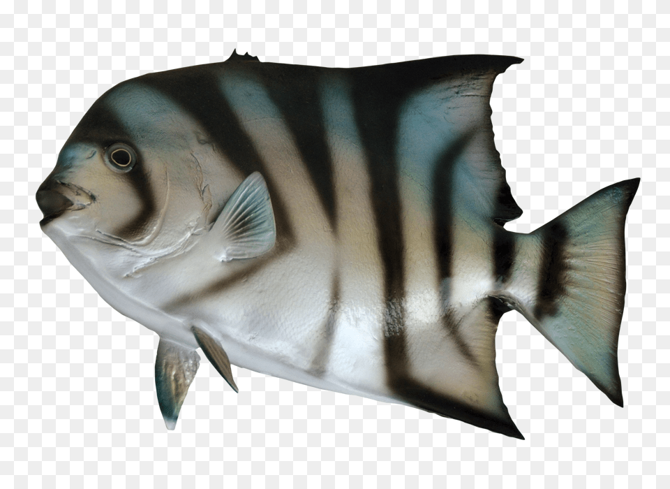 Images Spade Fish Angelfish, Animal, Sea Life Png Image