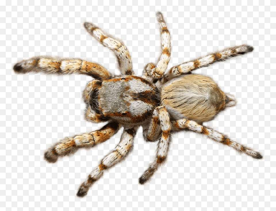 Images Spider Image, Animal, Invertebrate, Insect, Tarantula Free Transparent Png