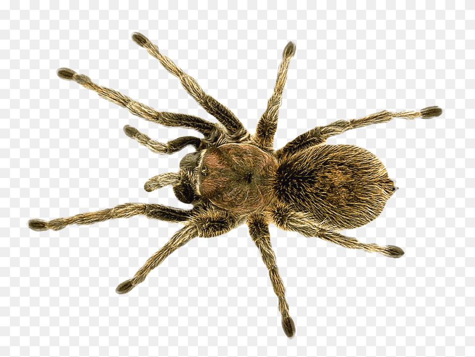 Images Spider 1, Animal, Invertebrate, Insect, Tarantula Free Transparent Png