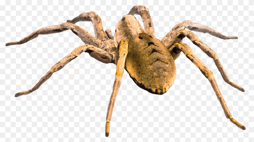 Images Spider Transparent Image, Animal, Invertebrate Png