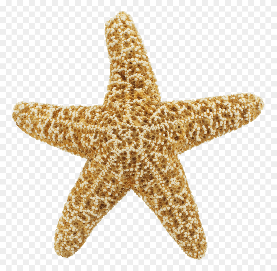 Images Starfish Transparent Image, Animal, Sea Life, Invertebrate, Smoke Pipe Free Png Download