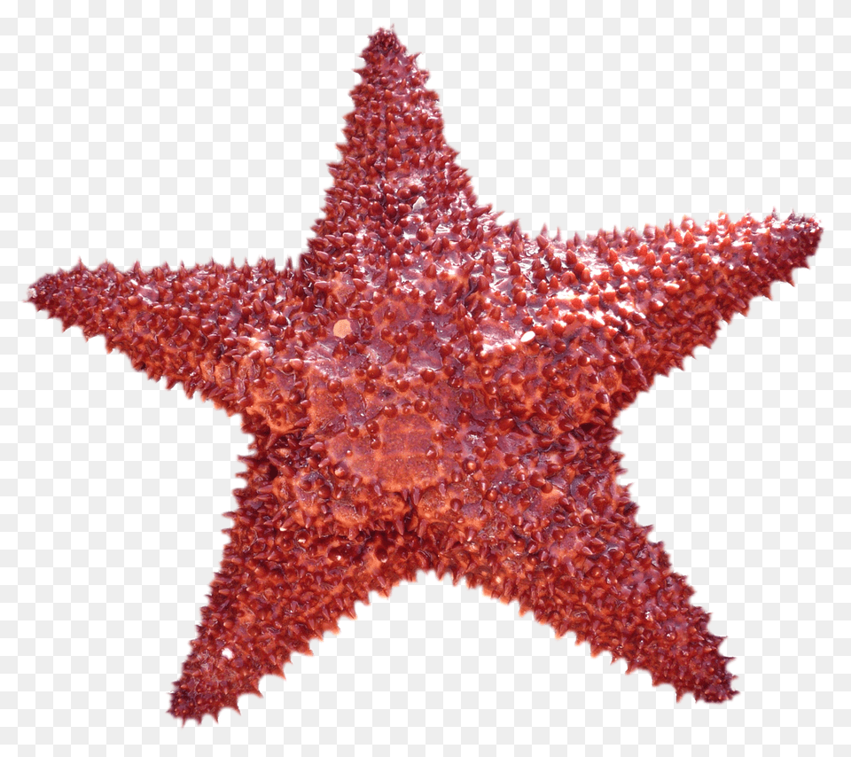 Images Starfish Transparent Animal, Sea Life, Invertebrate, Reptile Png Image