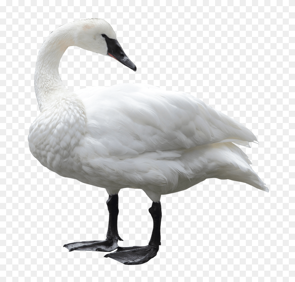 Images Swan Transparent Image, Animal, Bird, Goose, Waterfowl Png