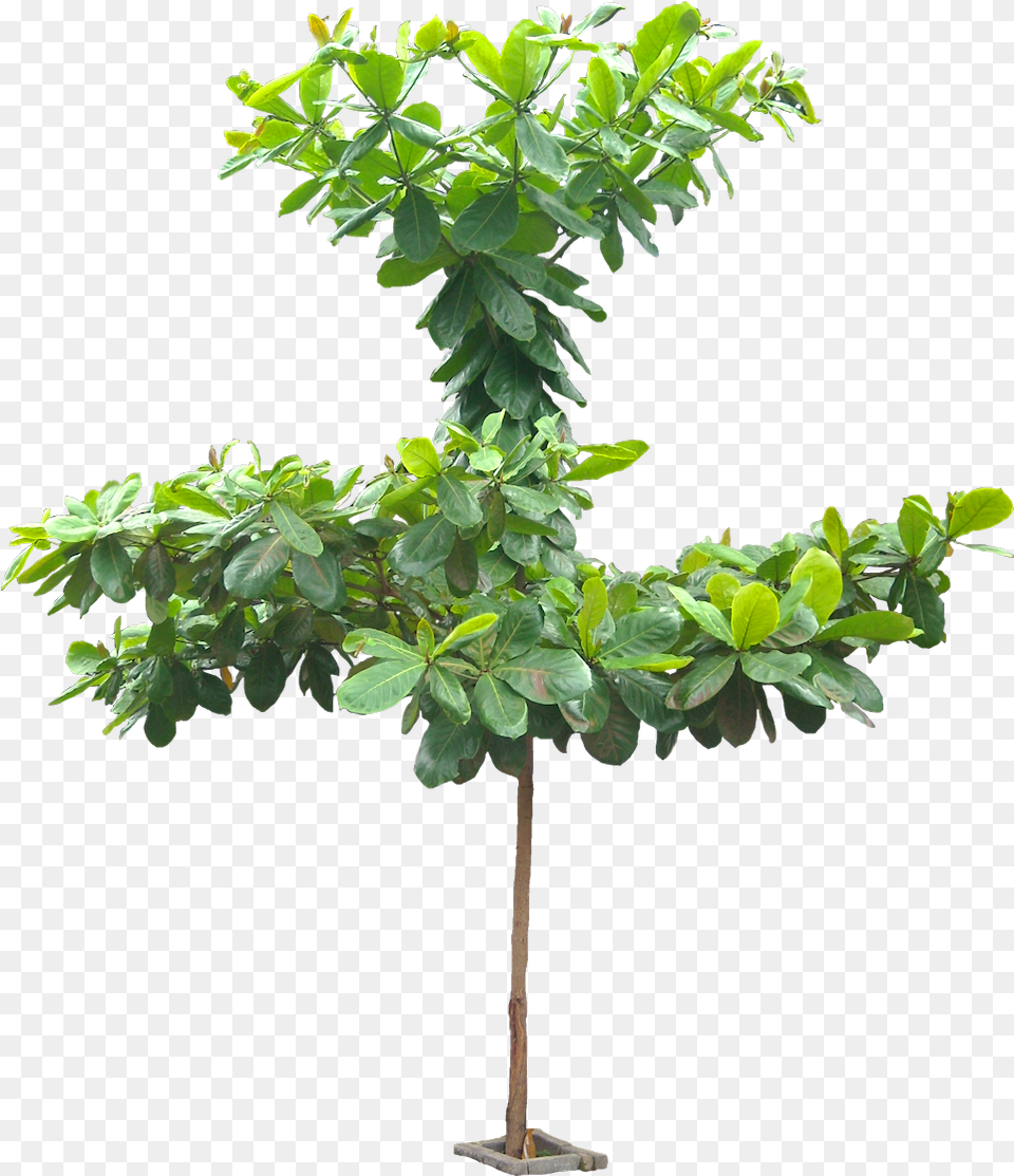 Images Terminalia Catappa Talisay Tree, Leaf, Plant, Potted Plant, Vegetation Png Image