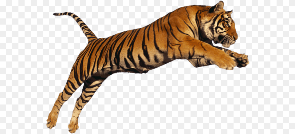 Images Tiger, Animal, Mammal, Wildlife Free Png Download