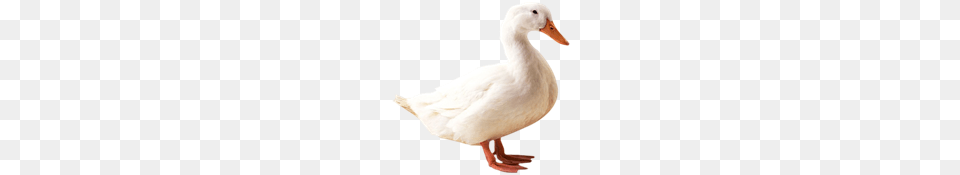 Images To Learn, Animal, Bird, Duck, Goose Free Transparent Png